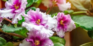 Комнатные растения для тёмных помещений