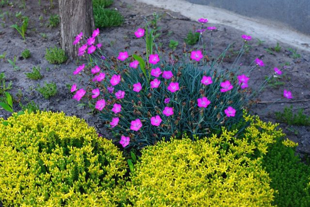 Гвоздика травянка (Dianthus deltoides) Гвоздика травянка (Dianthus deltoides)
