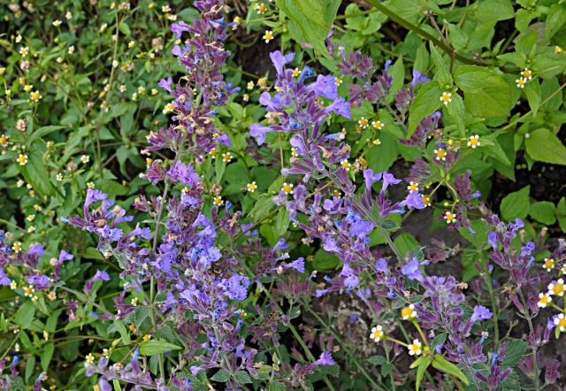 Котовник жилковатый (Nepeta nervosa) Котовник жилковатый (Nepeta nervosa)