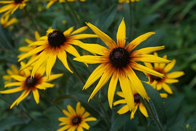 Рудбекия (Rudbeckia) Рудбекия (Rudbeckia)