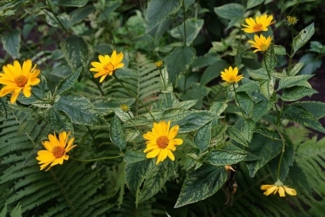 Гелиопсис (Heliopsis) Гелиопсис (Heliopsis)