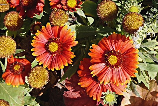 Гайлардия (Gaillardia x grandiflora) Гайлардия (Gaillardia x grandiflora)