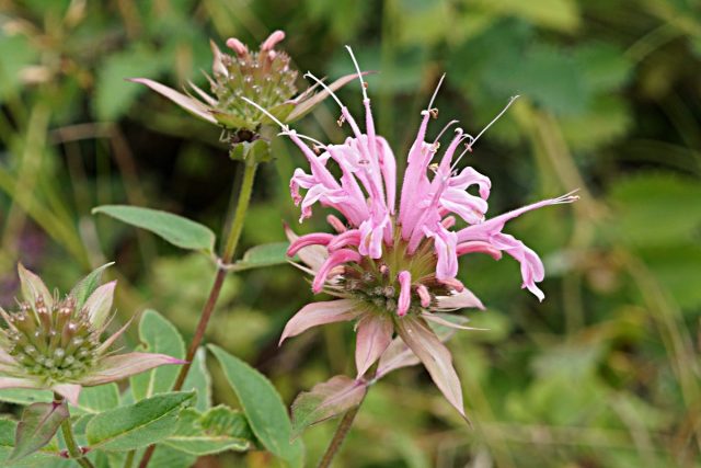 Монарда (Monarda) Монарда (Monarda)