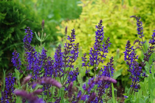 Шалфей дубравный (Salvia nemorosa) Шалфей дубравный (Salvia nemorosa)