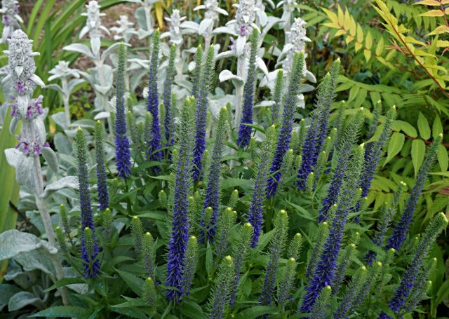 Вероника колосковая (Veronica spicata) Вероника колосковая (Veronica spicata)