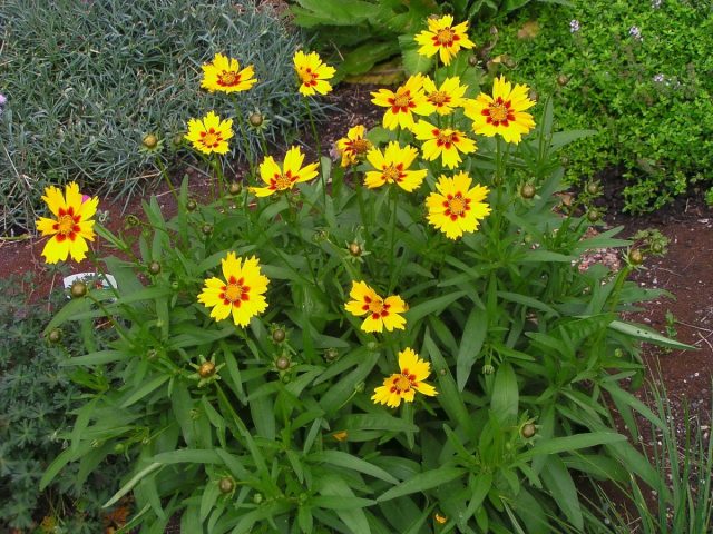 Кореопсис крупноцветковый (Coreopsis grandiflora) Кореопсис крупноцветковый (Coreopsis grandiflora)