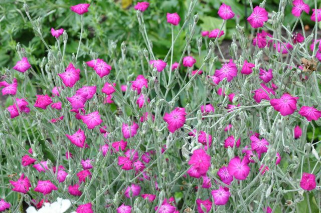 Лихнис корончатый, или горицвет кожистый (Lychnis coronaria) Лихнис корончатый, или горицвет кожистый (Lychnis coronaria)