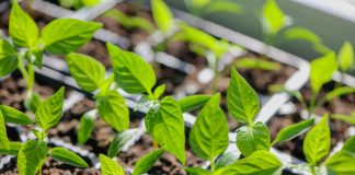 10 секретов успешного выращивания рассады перцев