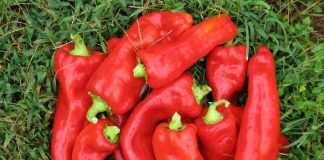 7 сортов длинноплодных перцев, которые я выращивала для запекания