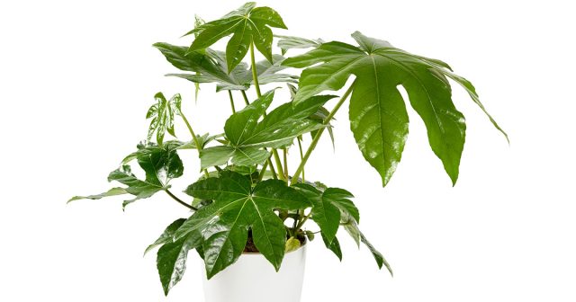 Фатсия – универсальное растения для многих помещений