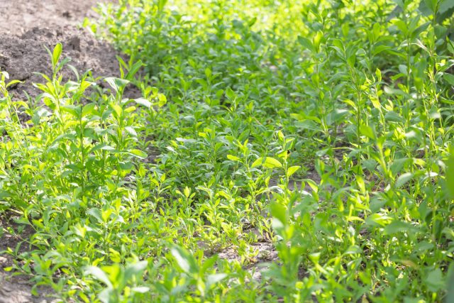 Горец птичий, или спорыш птичий (Polygonum aviculare)