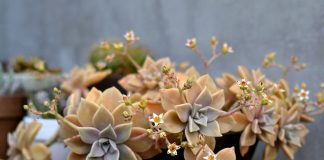 Граптопеталум — один из самых красивых суккулентов