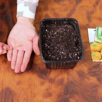 Разложите семена и присыпьте их сверху грунтом Разложите семена и присыпьте их сверху грунтом