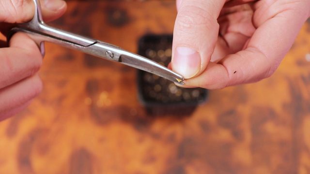 Скарификация семян Скарификация семян для посева перца