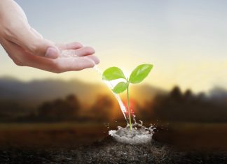 Как можно защитить наши растения?