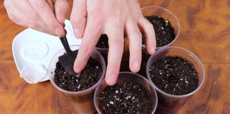 Как посеять баклажаны на рассаду правильно? - Видео Посев семян баклажанов