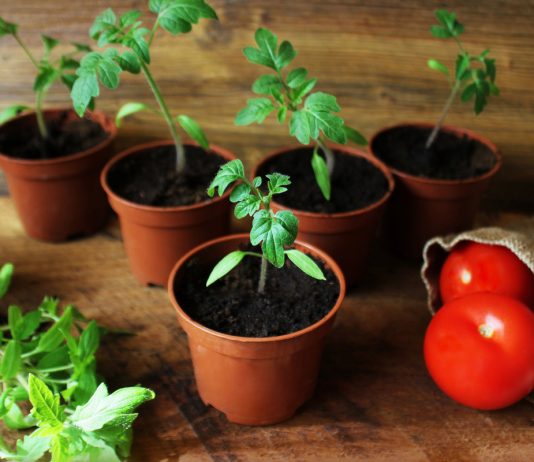 Как посеять томаты на рассаду — пошаговая инструкция