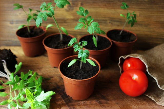 Как посеять томаты на рассаду — пошаговая инструкция