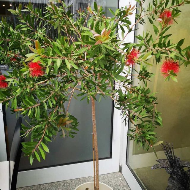 Каллистемон лимонный (Callistemon citrinus) Каллистемон лимонный (Callistemon citrinus)