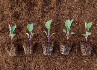 Корень — залог качественного посадочного материала