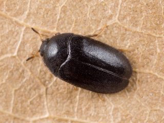 Ковровый кожеед, или Ковровый жук (Attagenus unicolor) Ковровый кожеед, или Ковровый жук (Attagenus unicolor)