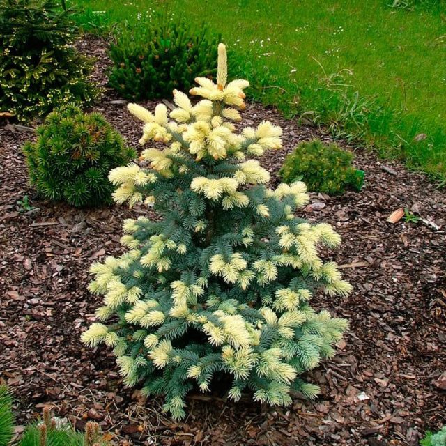 Ель колючая «Биалобок» (Picea Pungens 'Bialobok') Ель колючая «Биалобок» (Picea Pungens 'Bialobok')