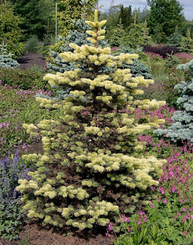Ель колючая «Майгольд» (Picea pungens 'Maigold') Ель колючая «Майгольд» (Picea pungens 'Maigold')