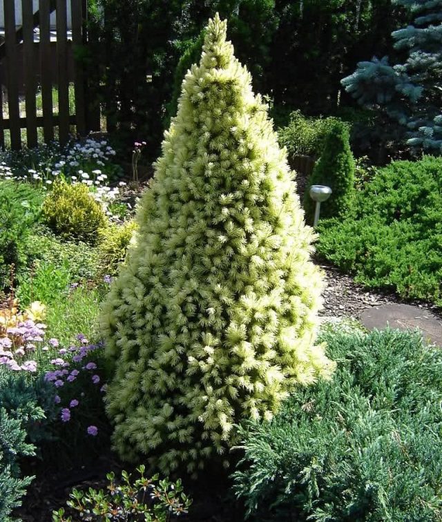 Ель канадская «Дейзиес Вайт» (Picea glauca 'Daisy's White')