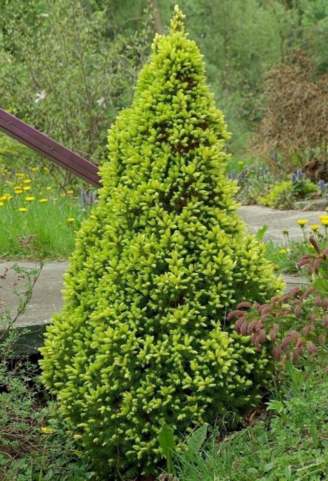 Ель канадская «Рейнбоус Энд» (Picea glauca 'Rainbow's End') Ель канадская «Рейнбоус Энд» (Picea glauca 'Rainbow's End')
