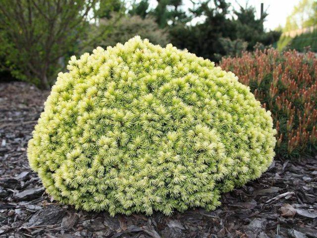 Ель канадская «Дендрофарма Голд» (Picea glauca 'Dendrofarma Gold') Ель канадская «Дендрофарма Голд» (Picea glauca 'Dendrofarma Gold')