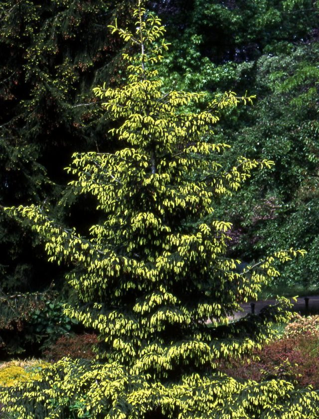 Ель восточная, кавказская «Ауреаспиката» (Picea orientalis 'Aureospicata')