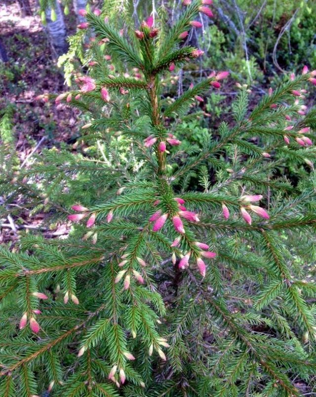 Ель обыкновенная «Смальтрон» (Picea abies 'Smultron')