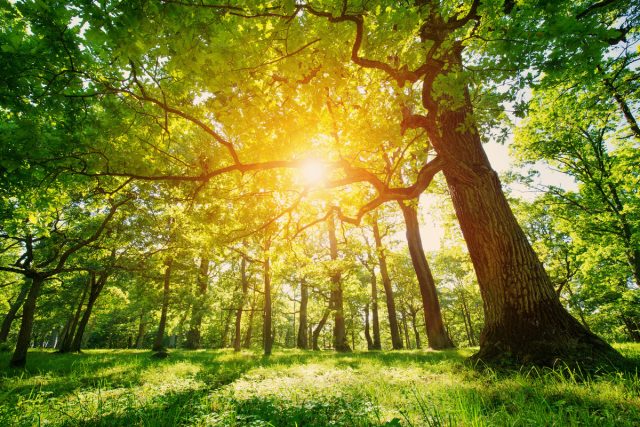 На южной стороне деревьев, где они получают максимум солнечного света, листьев больше, ветки длинней и крона выглядит гуще