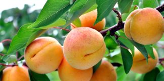 Подкормки косточковых культур