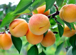Подкормки косточковых культур