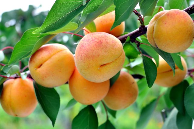 Подкормки косточковых культур Подкормки косточковых культур