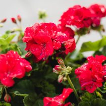 Пеларгония плющелистная (Pelargonium peltatum) Пеларгония плющелистная (Pelargonium peltatum)