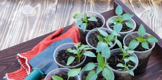 Рассада перца — от подготовки семян до высадки в грунт