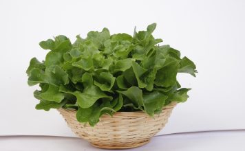 Салат листовой Кредо