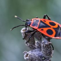 Красноклоп бескрылый, или клоп-солдатик (Pyrrhocoris Apterus) Красноклоп бескрылый, или клоп-солдатик (Pyrrhocoris Apterus)