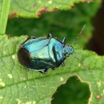 Голубой щитник (Zicrona Caerulea) Голубой щитник (Zicrona Caerulea)
