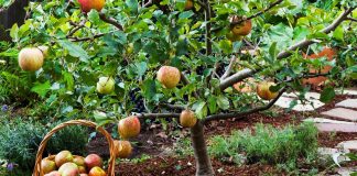 Воспитание скороплодного сада — формирование яблонь и груш