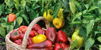 Все, что нужно знать, чтобы получить большой урожай сладкого перца
