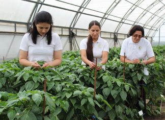 Южный вектор российской селекции