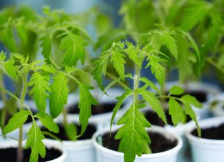 Болезни рассады томатов проще предотвратить, чем лечить