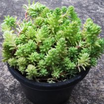 Аихризон очитколистный (Aichryson sedifolium) Аихризон очитколистный (Aichryson sedifolium)