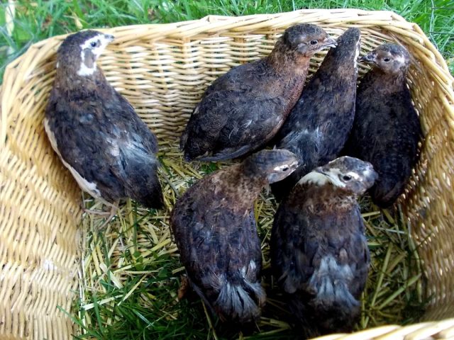 Английский чёрный перпел Английский чёрный перпел