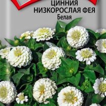 Цинния низкорослая Фея Белая Цинния низкорослая Фея Белая