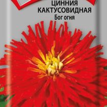 Цинния кактусовидная Бог огня Цинния кактусовидная Бог огня