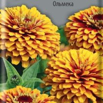 Цинния Мексика Ольмека Цинния Мексика Ольмека